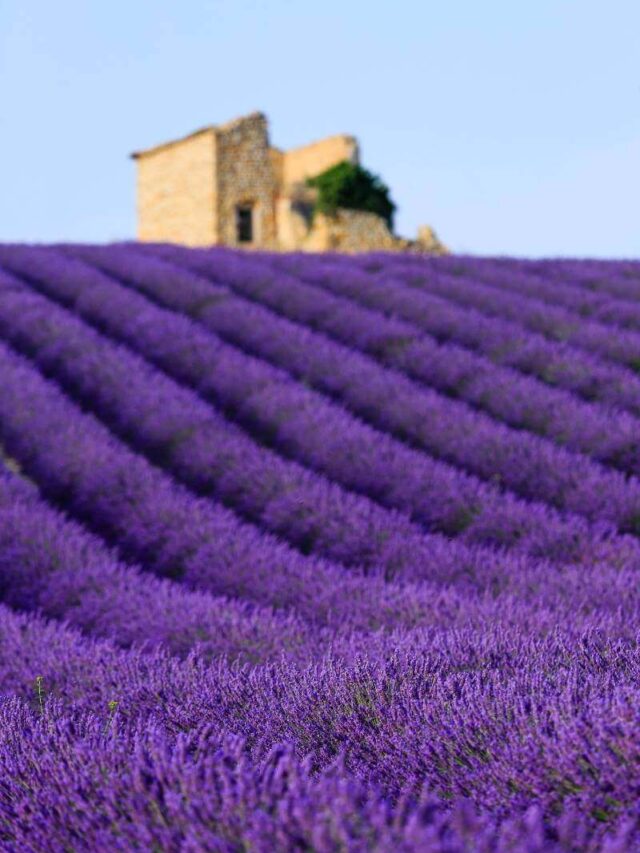 Where is The Lavender Season in Provence?