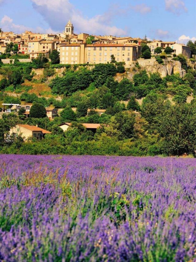 When is the Lavender Season in Provence, France