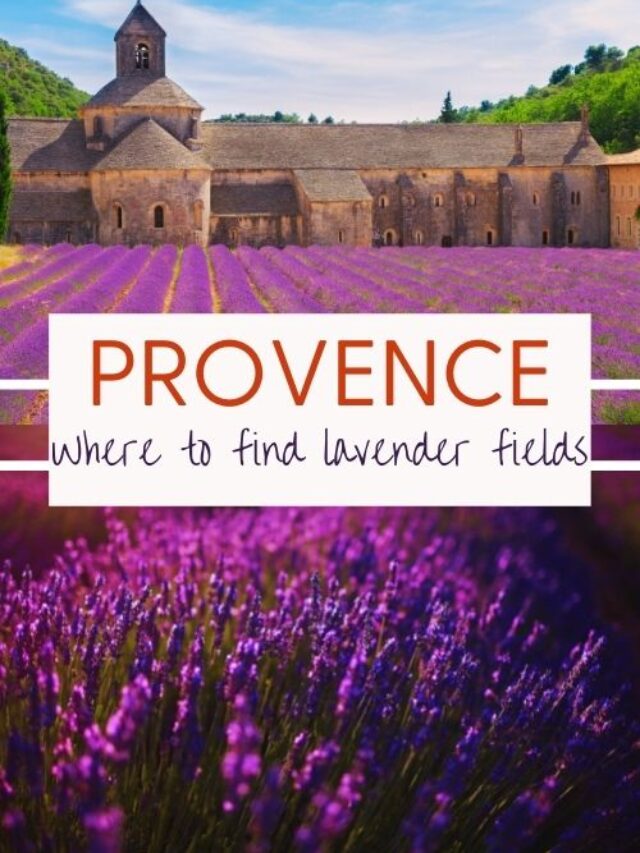 Where to Find Lavender Fields in Provence