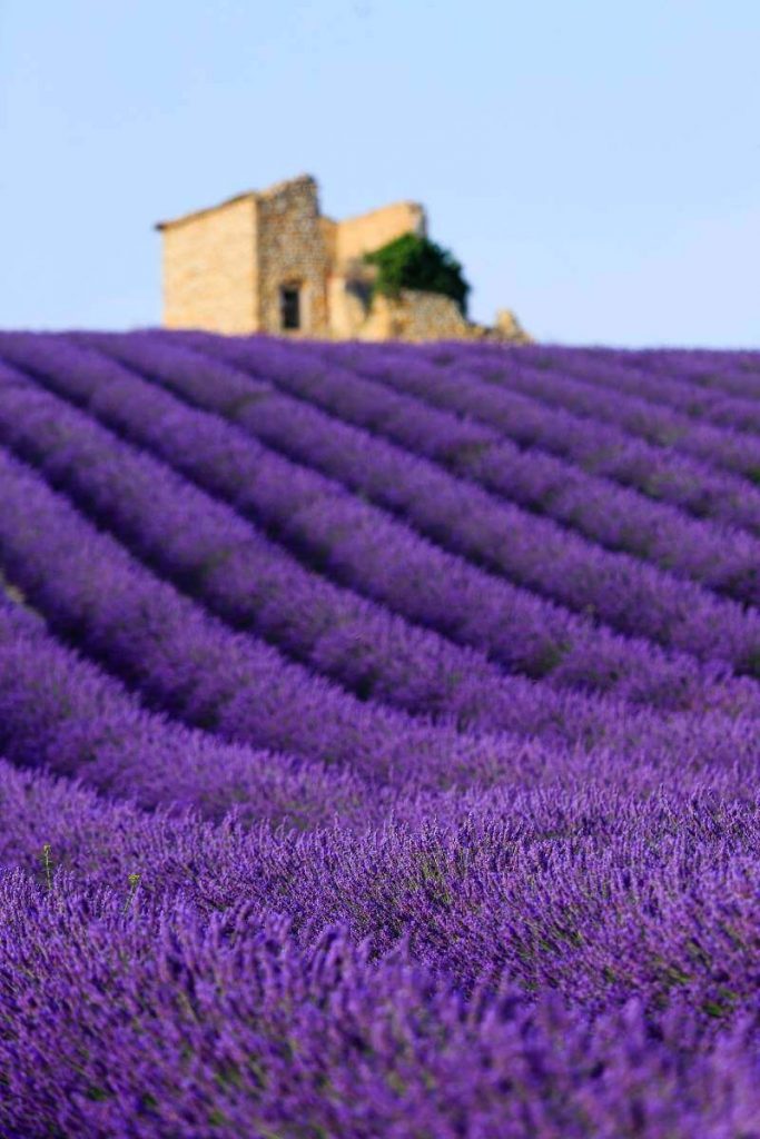 Lavender Fields in Bloom, one of the major cities in Provence