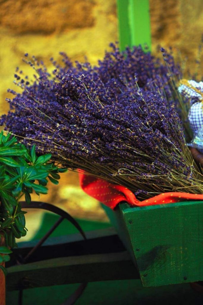 Flores de lavanda para comprar