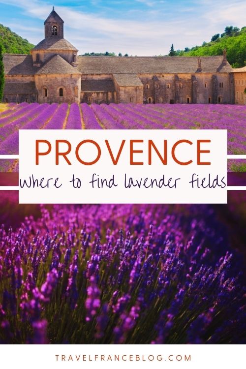 where to find lavender fields in provence