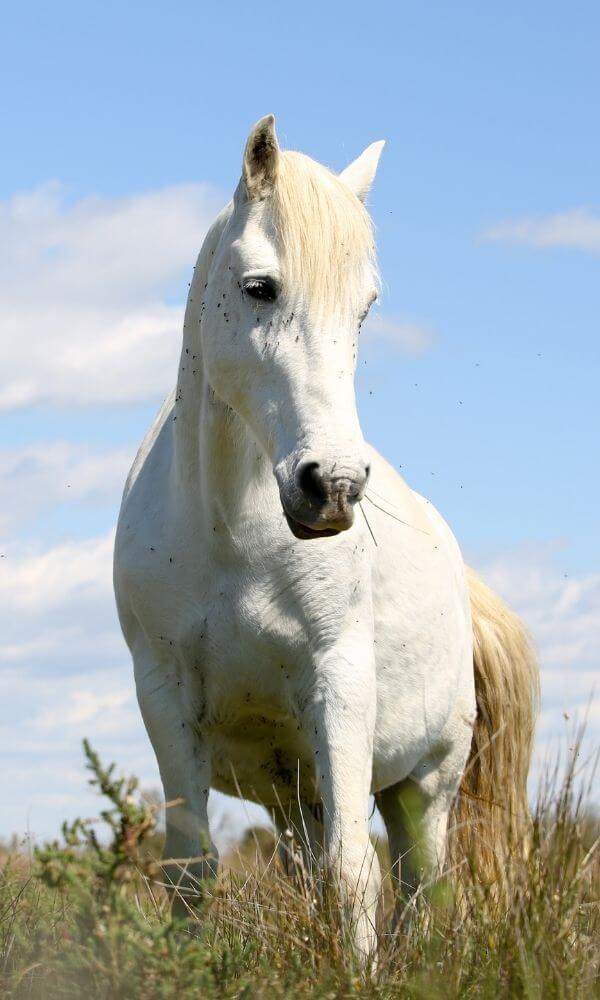 Caballo blanco típico de la región de Camargue