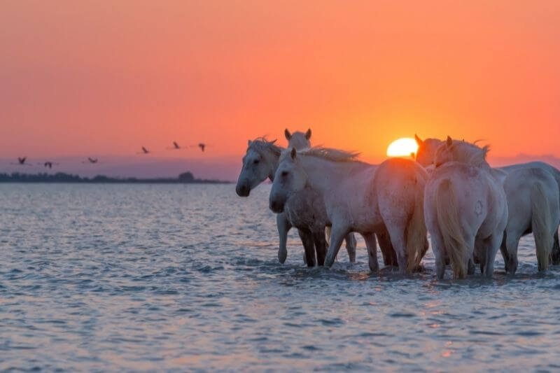 horses at sunset in Camargue Natural Park in the South of France in October