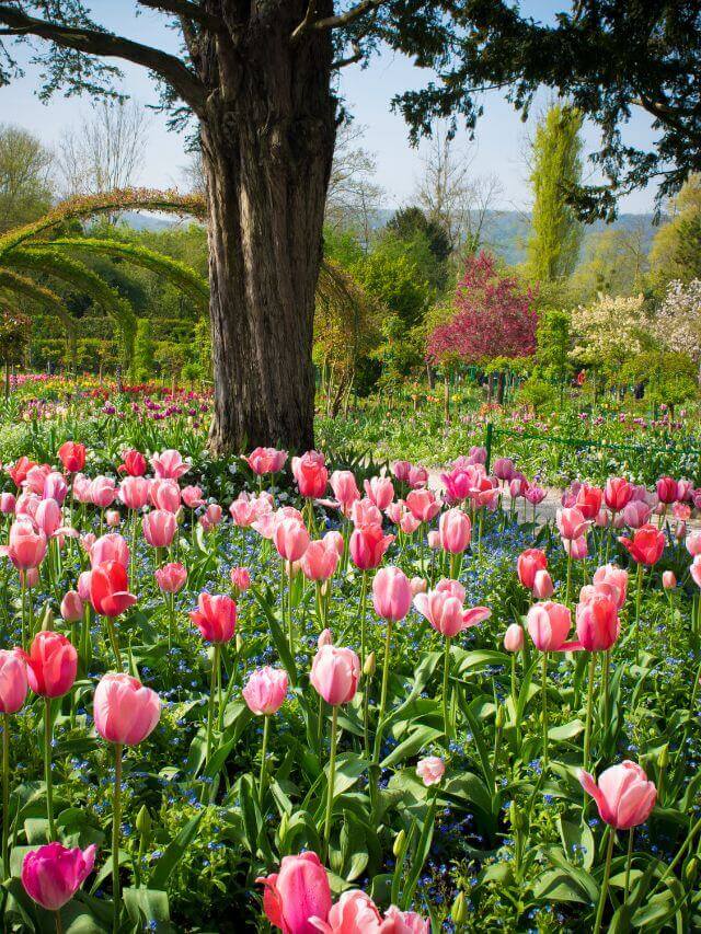 Giverny en primavera con tulipanes