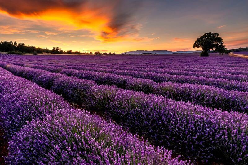 lavender field Provence