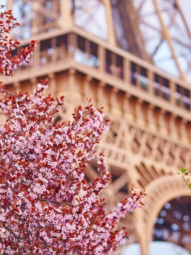 cherry blossoms in the background Eiffel tower, photos of Paris in march