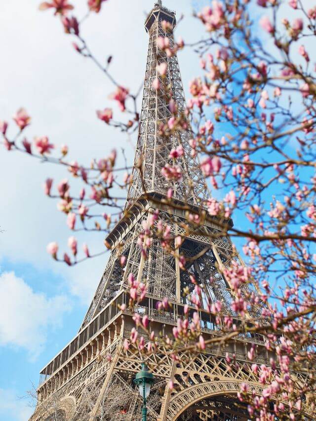Eiffel tower magnolias