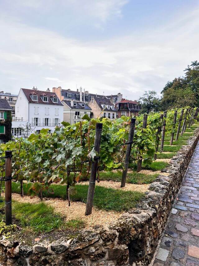 Wineyard of Montmartre