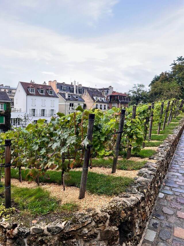 Montmartre vineyards