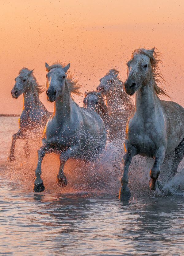 Camargue horses sea