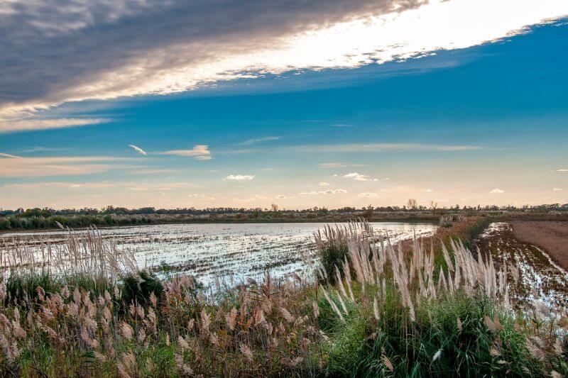 Camargue national park