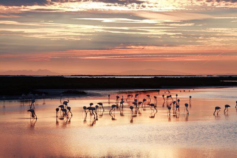 Pink flamingos Camargue