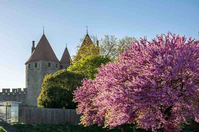 carcassonne wall and tree with pink flowers