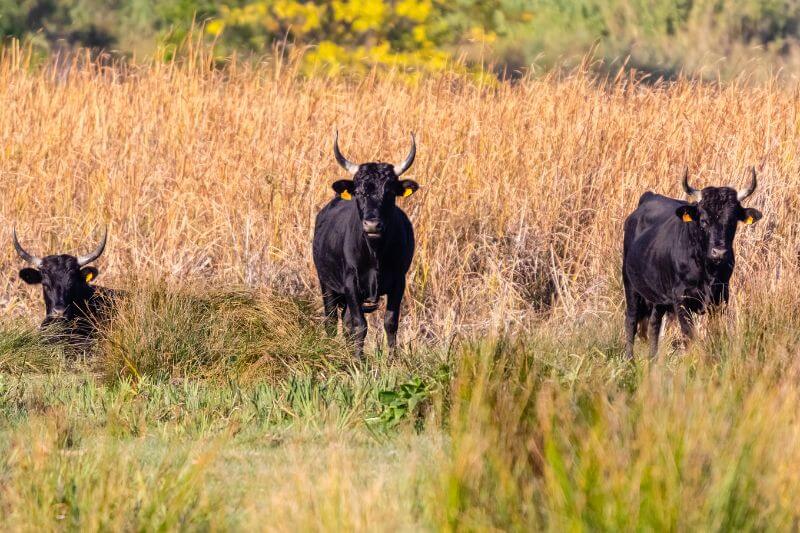 fighting bulls from Camargue