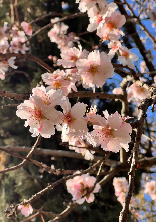 flores de cerezo en el Jardin de Plantes de Paris