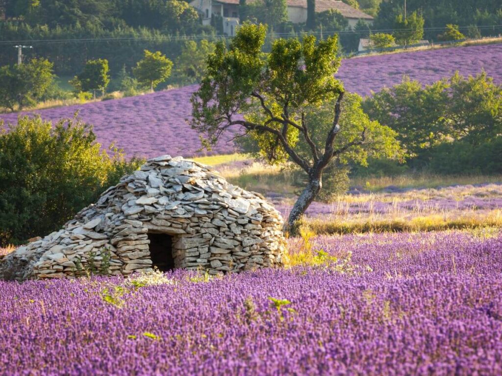 Casa de piedra rodeada de campos de lavanda y pequeños arbustos y árboles en sault provence