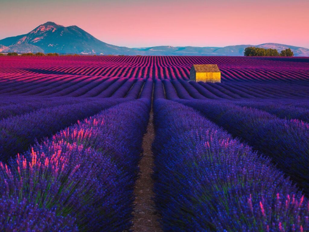 Lavender field of the Valensole Provence France with a small old building in the center during sunset
