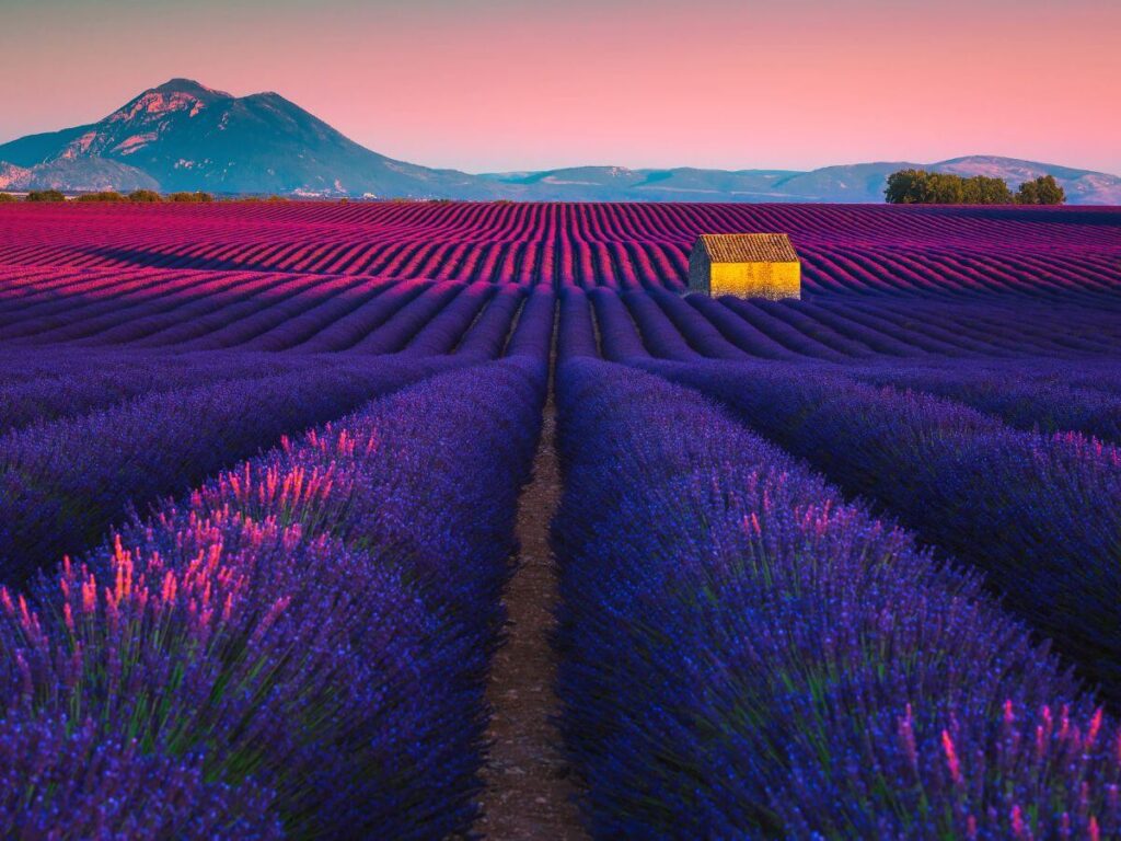 Campo de lavanda de la Valensole Provenza Francia con un pequeño edificio antiguo en el centro durante la puesta de sol