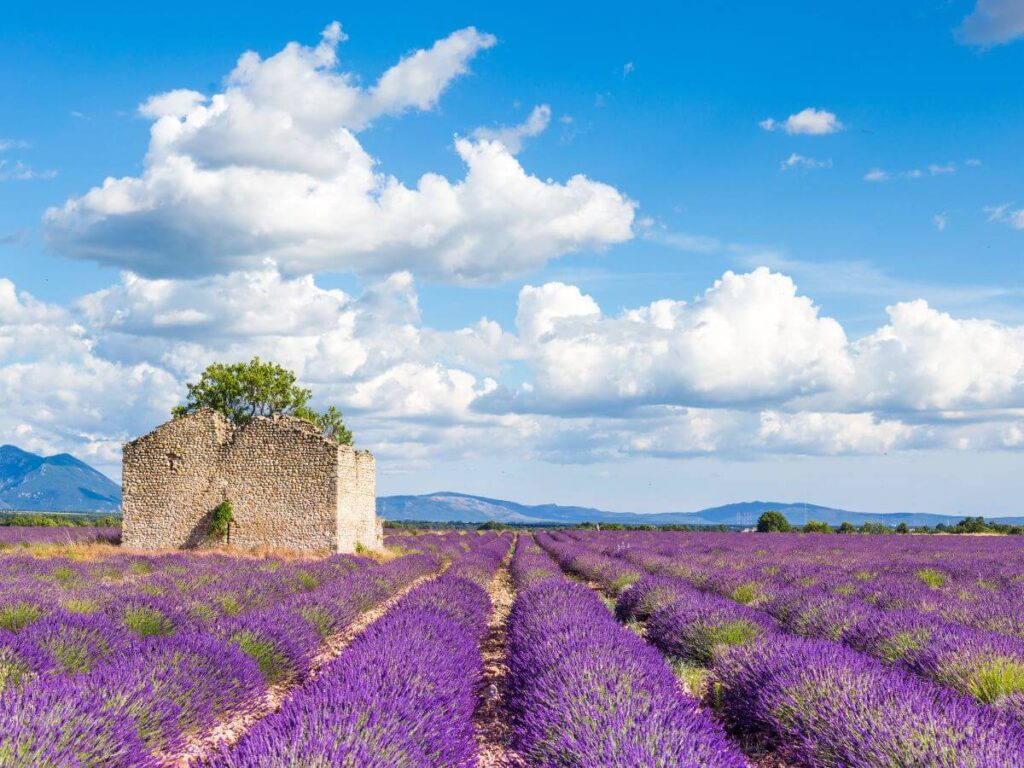 Plateau de Valensole in Provence, France with ruins at the side under bright blue skies with white clouds