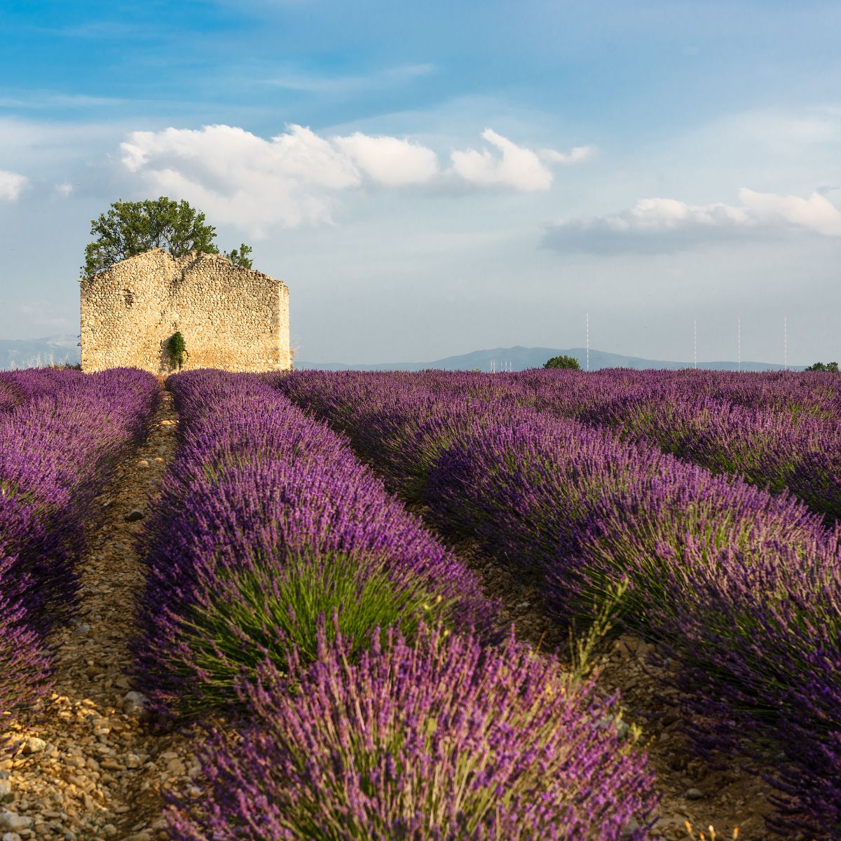 Best Things to Do in Valensole Provence France