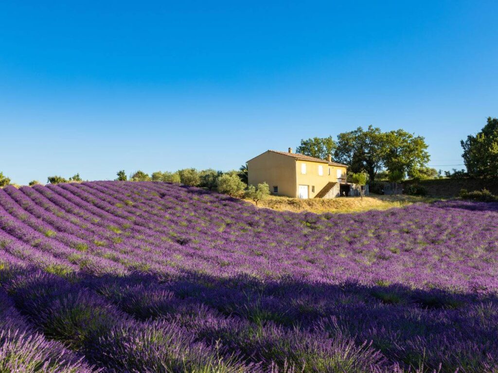 Campos de lavanda con una casa amarilla y cielo azul