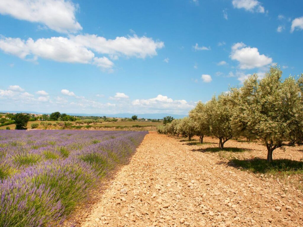 Un campo de lavanda y olivos bajo un cielo azul brillante con nubes en valensole provence francia