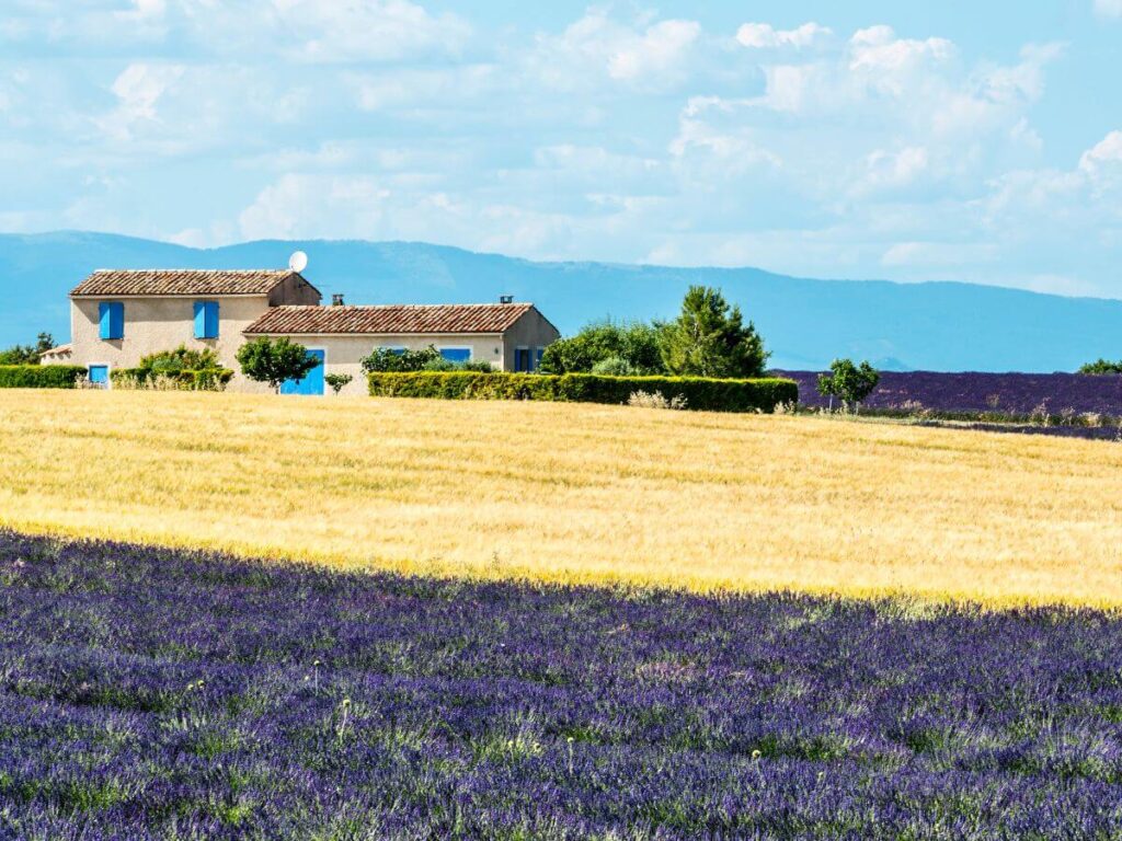house with blue windows under cloudy skies surrounded by a golden and lavender field in valensole provece france