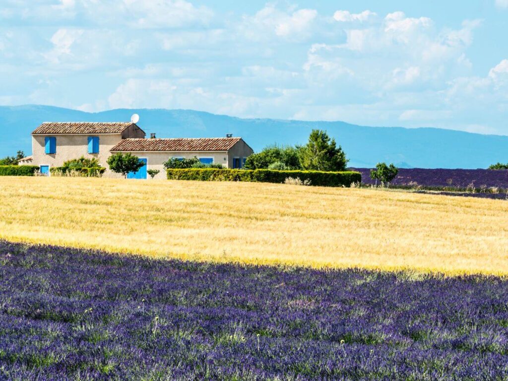 casa con ventanas azules bajo un cielo nublado rodeada de un campo dorado y lavanda en valensole provece francia